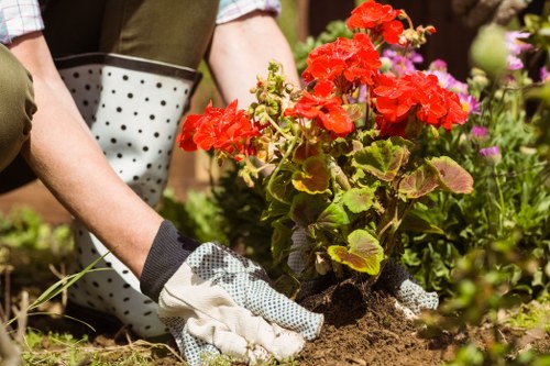 Professional hedge maintenance in Biggin Hill during summer
