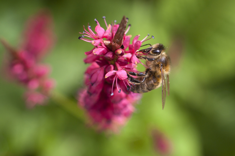 landscape design Garden